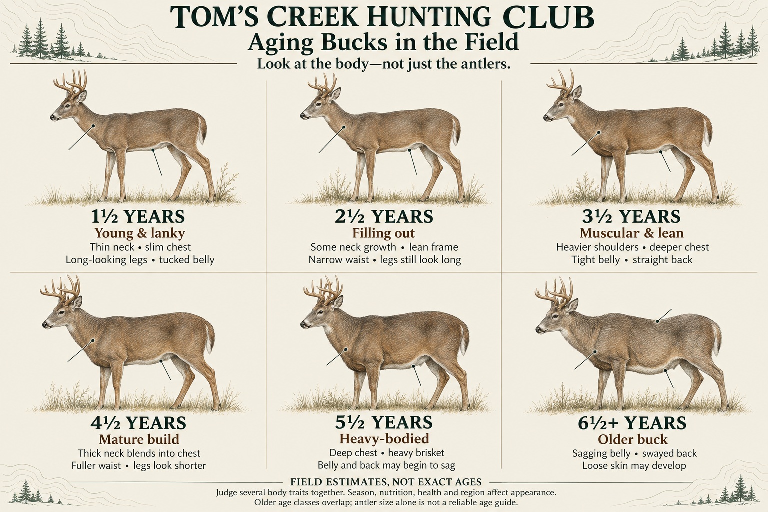 Illustrated white-tailed buck aging guide comparing body traits at 1½, 2½, 3½, 4½, 5½ and 6½-plus years. Young bucks have thin necks and long-looking legs; mature bucks have heavier chests and thicker necks; older bucks may develop sagging bellies and swayed backs. Field estimates vary with season, nutrition, health and region.